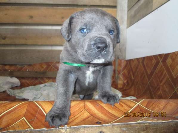 Малыши Корсики 3 мес в Москве фото 12