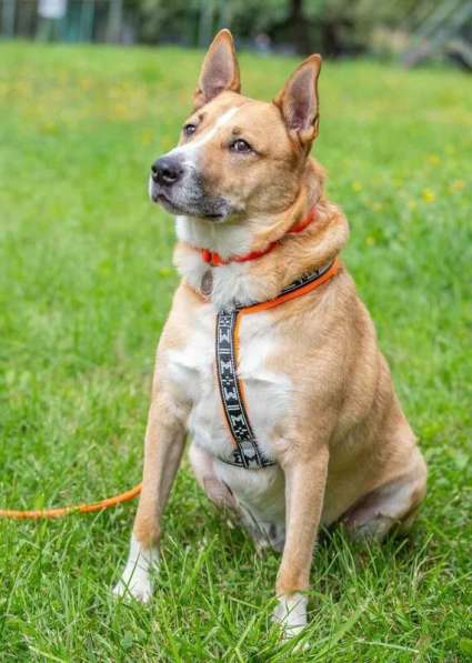 Рик в поиске дома! в Москве фото 11