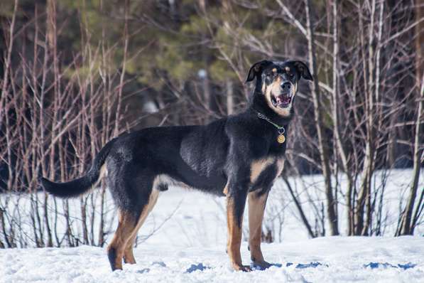 Спокойный, ласковый пёс Кир в добрые руки в Москве фото 3