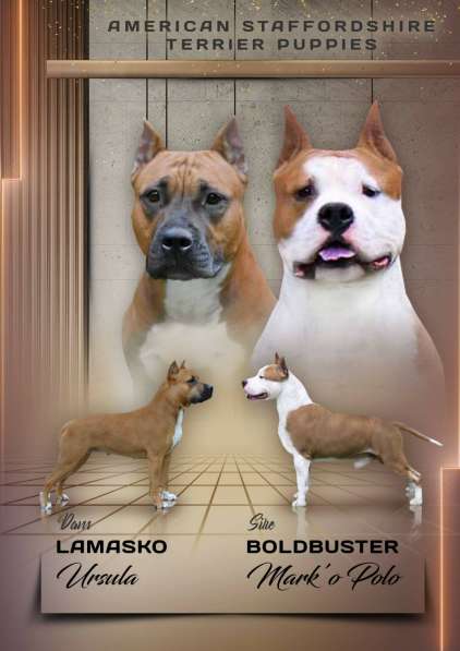 Милые мальчики и девочки Амстаффа резерв ркф в Москве фото 31