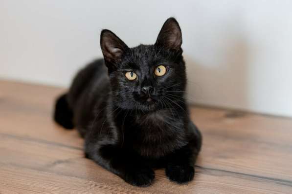 Милые чёрные котята в добрые руки в Москве фото 12