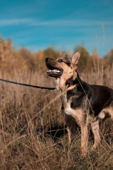 Молодая немецкая овчарка Оскар в добрые руки в Москве фото 8