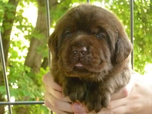 Сладкий шоколад в Саратове фото 6