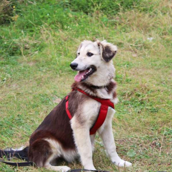 Щенок очень классный в Москве фото 3