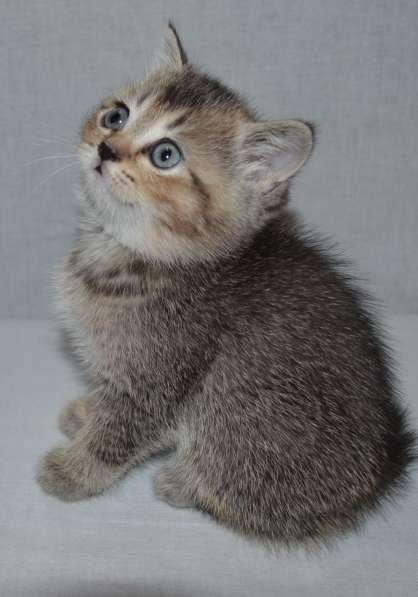 Кошечка британка в Подольске