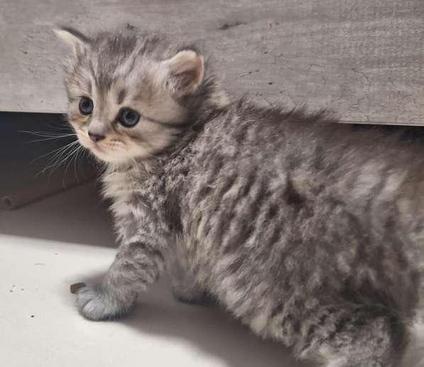 Шотландские котята в фото 11