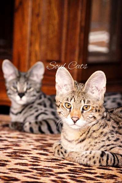 Купить Саванну F1 питомника Soul. Cats в Москве фото 16