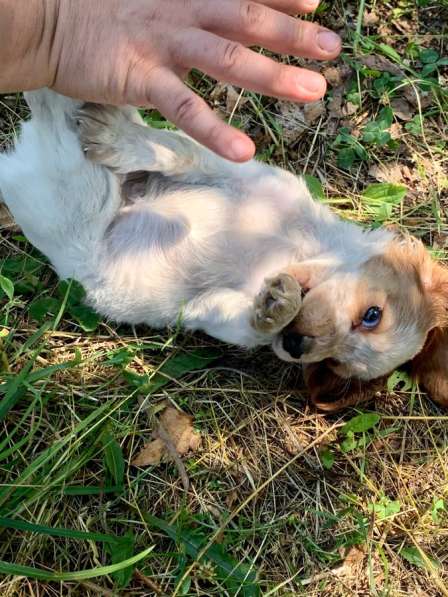 Продаются щенки русского охотничьего спаниеля в Москве фото 5