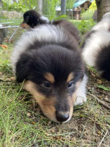 Щенок колли длинношёрстный в Екатеринбурге фото 21