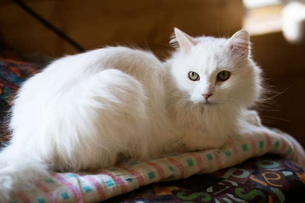Белый, пушистый и очень ласковый кот в Санкт-Петербурге фото 5