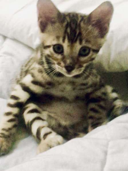 Бенгалка чистокровная привозная девочка не стирилизованна в фото 5