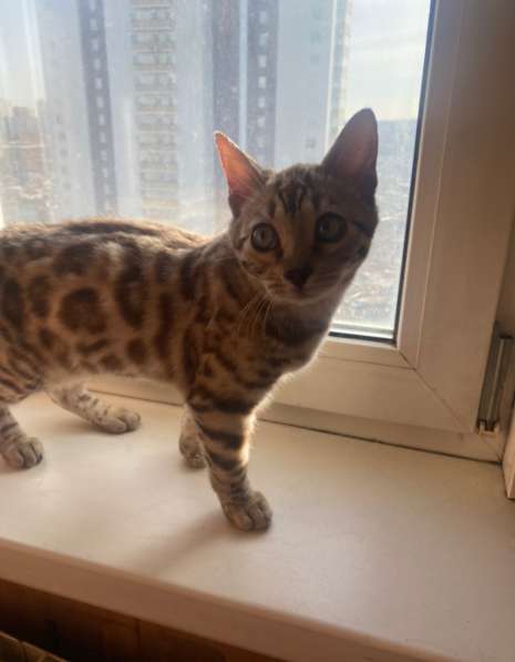 Котёнок породы бенгал, окраса "сепия" ждёт хозяина в Владивостоке