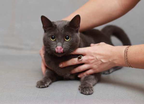 Грациозная красавица Капитошка ищет семью в Москве фото 16