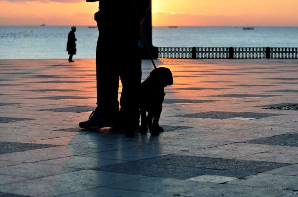 Кобель кане корсо в Симферополе фото 24