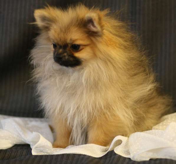 Шпиц девочка медвежонок в Москве