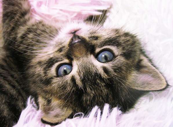 Котята!!! Открыты к резерву в фото 20