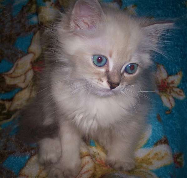 Невские маскарадные котята в Севастополе фото 21