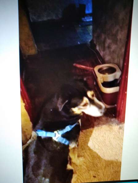 Бруно ищет хозяев в Москве фото 3