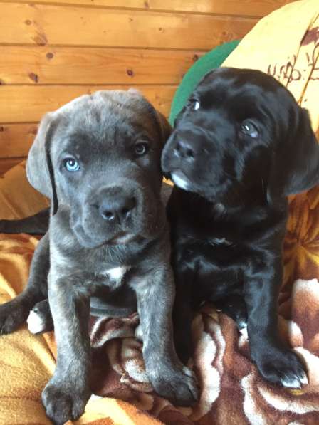 Малыши Корсики 3 мес в Москве фото 36