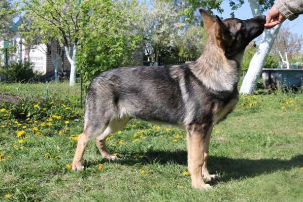 Щенки восточноевропейской овчарки (ВЕО) в фото 11