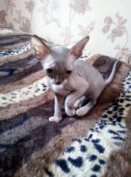 Канадские сфинксы в Иркутске фото 12