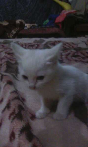 Отдам котенка в фото 5
