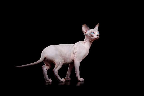 Марта биколорка в Москве