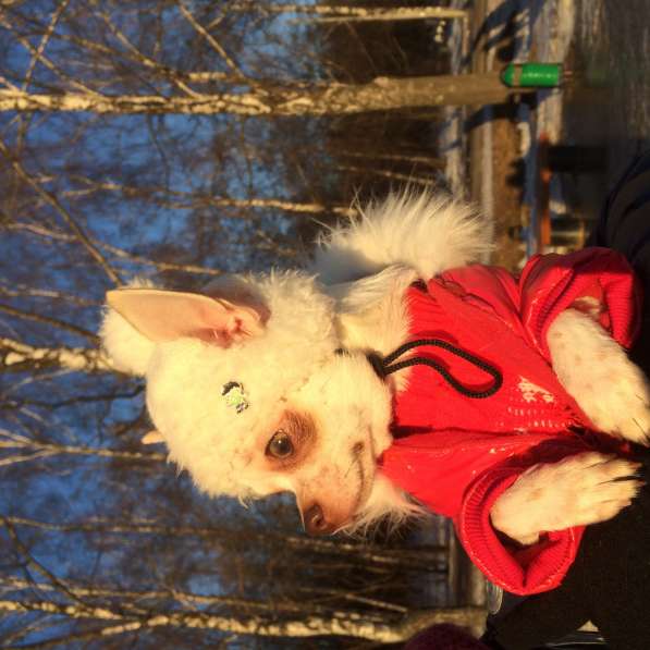 Щенок чихуахуа девочка белая в Москве