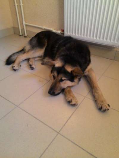 Отдам даром Прекрасный пес ищет дом в Санкт-Петербурге