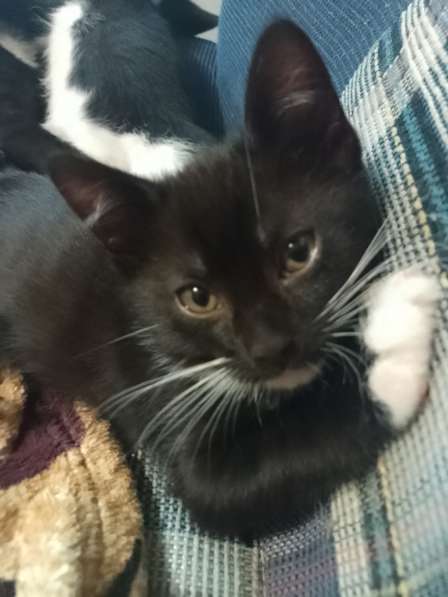 Отдаëм котëнка в добрые руки (мальчик 3 месяца) в Реутове фото 4