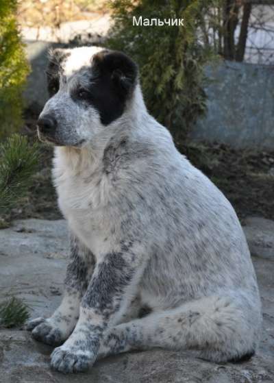 среднеазатская овчарка в Москве фото 5