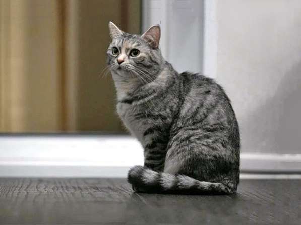 Добрая домашняя кошечка Дымка, метис шотландской кошки в дар в Москве фото 4