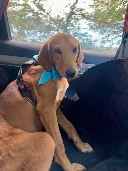 Рыжулик- метис русской гончей в добрые руки! в Москве фото 5