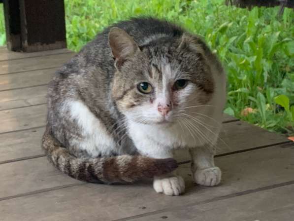 Приблудный кот в добрые руки