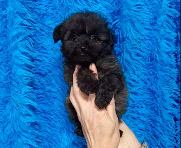 Pomapoo. Girl's and boy's