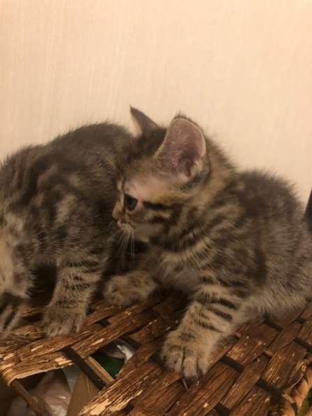 Отдам котят в добрые руки в Сургуте