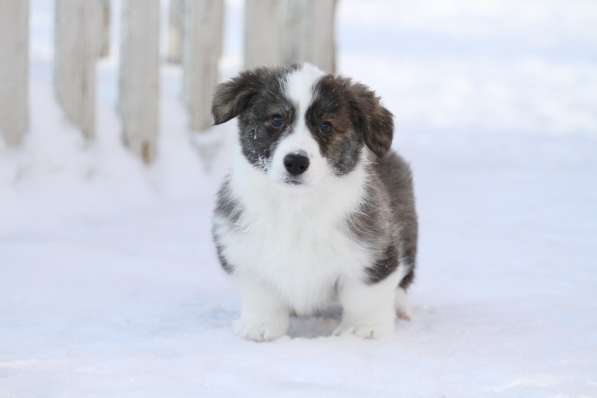 Вельш корги кардиган в Москве фото 5