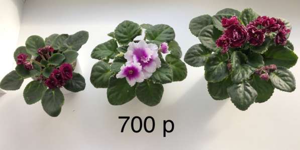 Фиалки в наличии, Анива