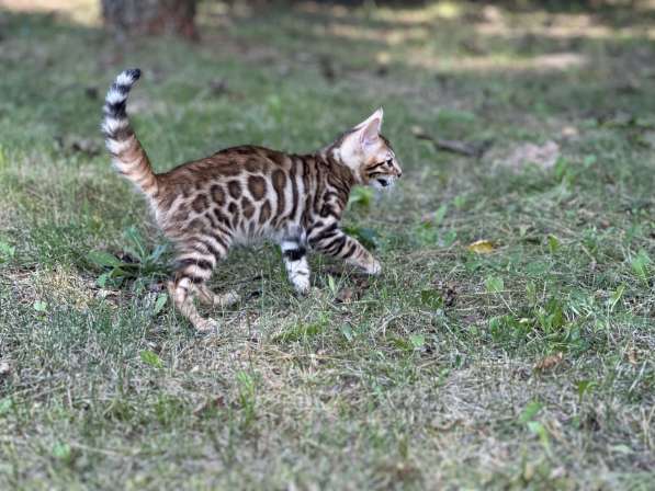 Бенгальские котята снежного окраса в фото 4