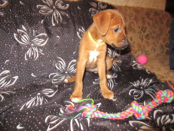 Ирландский терьер в Москве фото 6