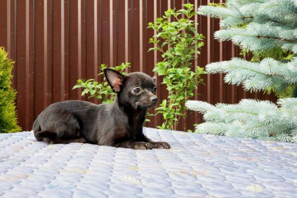 Красивые щенки Чихуахуа мальчики и девочки в Москве фото 6