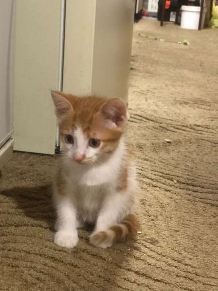 Отдадим котят в добрые руки в Бийске фото 3
