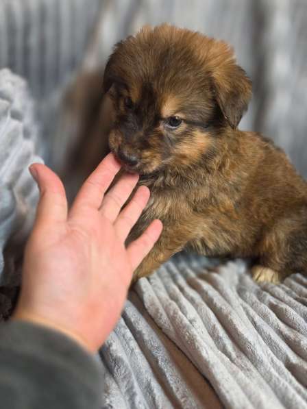 Щенки от мамы-овчарки в дар в Москве фото 7