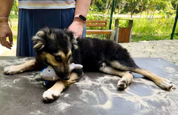 Хорошенький щенок с пушистыми ушками в Санкт-Петербурге фото 17