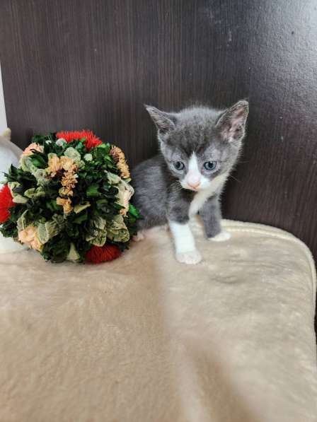 Котята В Австрии с документами