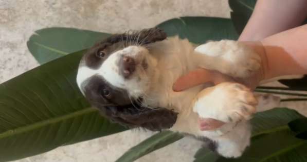 Щенок русского спаниеля