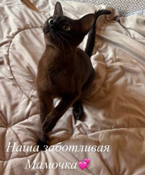 Котята Бурма в Красноярске фото 3