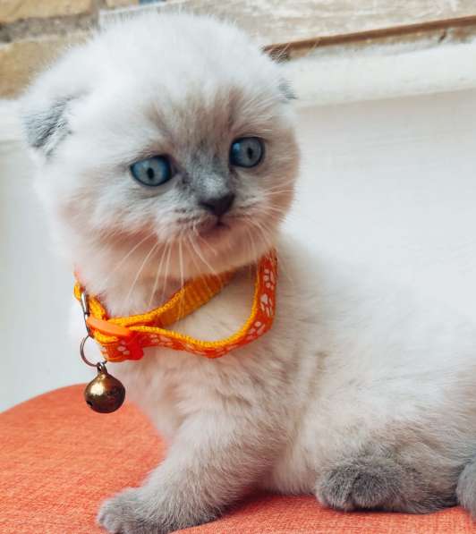 Scottish Fold в фото 8