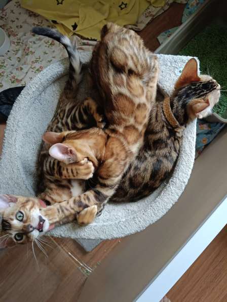 Бенгальские котята
