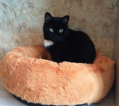 Отдам даром Черная ночка - Марта в Санкт-Петербурге фото 5